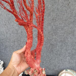 Naturlig röd korall 46 cm akvariedekor, heminredningsdekor, äkta korall för dyrbara hus bild 11