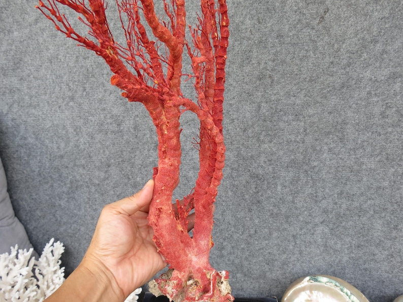 Naturlig röd korall 46 cm akvariedekor, heminredningsdekor, äkta korall för dyrbara hus bild 11