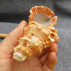 Natural Yellow Shell Cute Pipe | Beautiful Pipe | Unique pipes for Gift