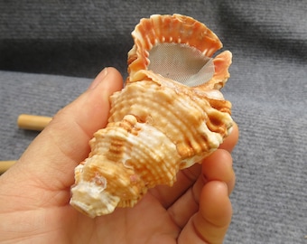 Natural Yellow Shell Cute Pipe | Beautiful Pipe | Unique pipes for Gift