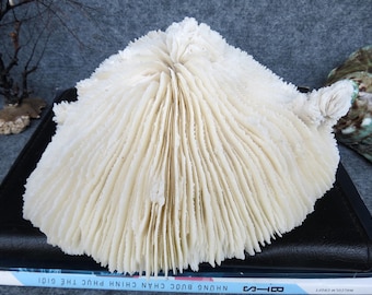 Natural 8.7" Huge Mushroom Coral, Fungia Scruposa Coral, Decorative Aquarium Piece, Home Decor