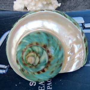 May include: A large, iridescent seashell with a spiral pattern. The shell features a pearlescent white exterior and a vibrant turquoise and brown interior. The shell's opening reveals the intricate spiral design, showcasing its natural beauty.