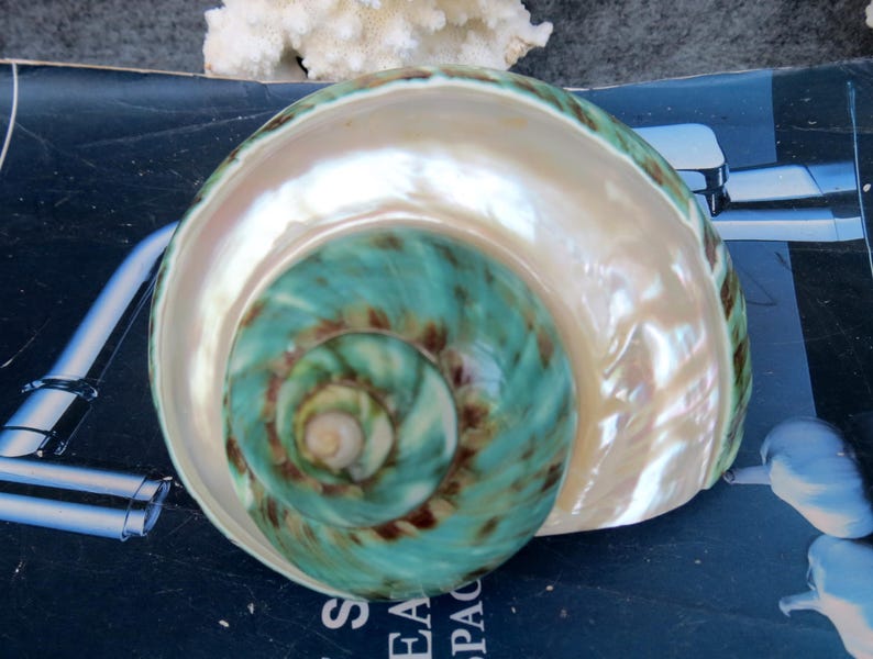 May include: A large, iridescent seashell with a spiral pattern. The shell features a pearlescent white exterior and a vibrant turquoise and brown interior. The shell's opening reveals the intricate spiral design, showcasing its natural beauty.