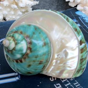 May include: A large, iridescent seashell with a spiral design. The shell features a pearlescent white and teal color scheme with brown accents. The shell's surface has a smooth, polished texture, and the overall shape is rounded.