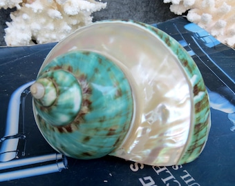Large Jade Green Turbo Seashells, Natural Marbled Shells for Hermit Crab Home Aquarium Decoration