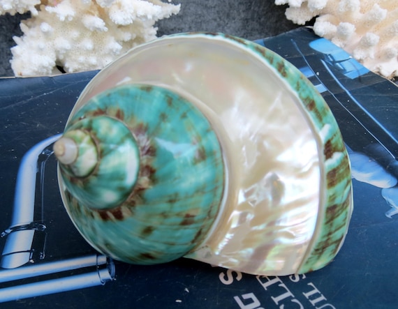 Large Jade Green Turbo Seashells, Natural Marbled Shells for Hermit Crab Home Aquarium Decoration