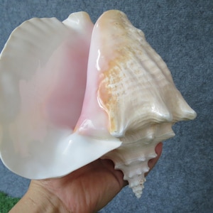 Huge Ocean Shell, Large Strombus Gigas Huge Beautifful Shell, Big Shell, Lovely Big Sea Shell For Home Decoration, Party, Gift, Aquarium
