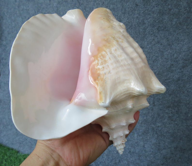 Huge Ocean Shell, Large Strombus Gigas Huge Beautifful Shell, Big Shell ...