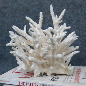 Real coral decor,reef coral, beautiful natural coral, marine coral, aquarium, decorative aquarium coral, natural marine coral, white coral