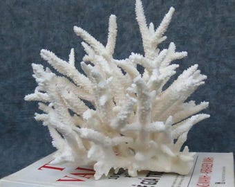Decoración de coral real, coral de arrecife, hermoso coral natural, coral marino, acuario, coral decorativo para acuario, coral marino natural, coral blanco