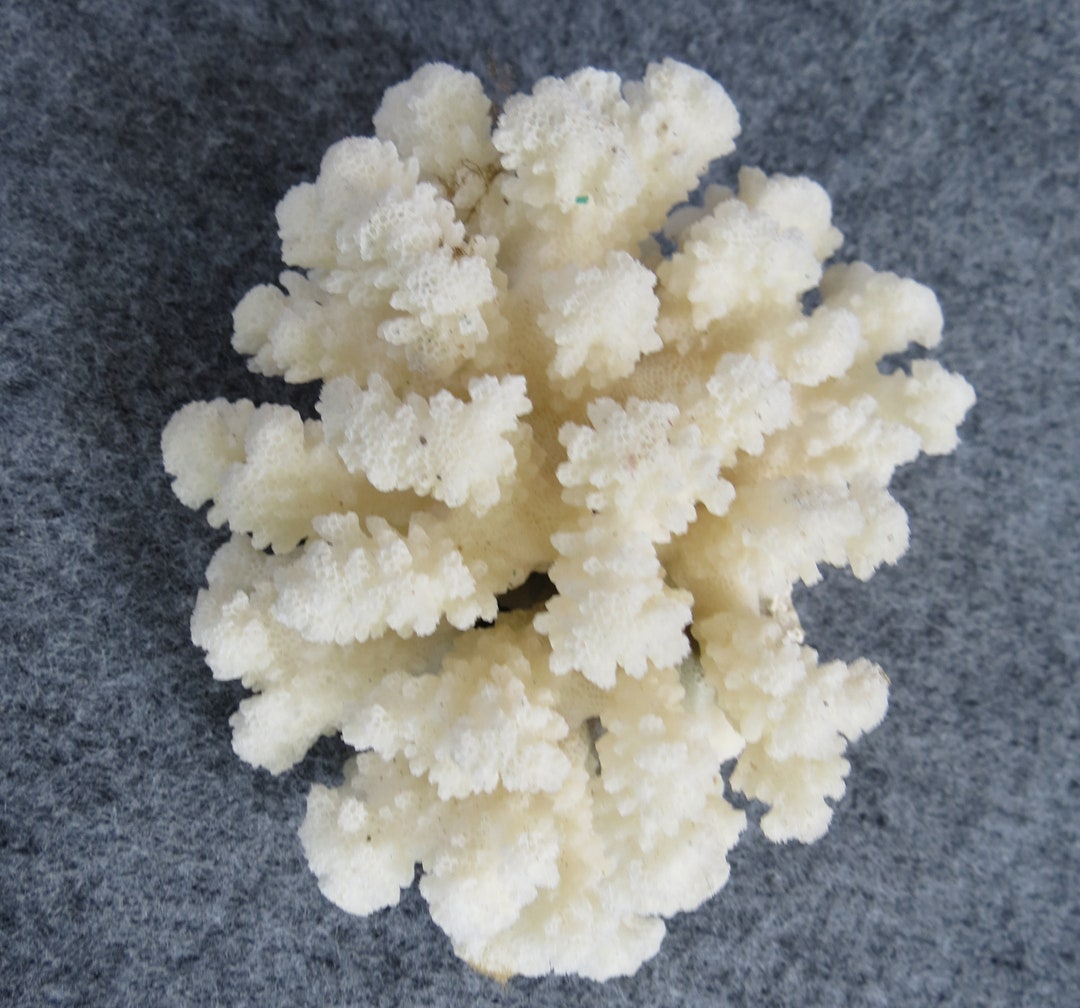 White Coral, Natural Coral, Real Coral, Aquarium Decoration, Tank