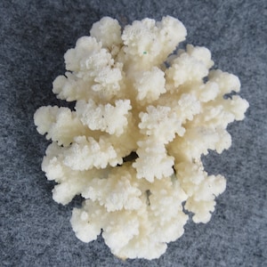 white coral, natural coral, real coral, aquarium decoration, tank decor, ocean decoration, beautiful coral, sea coral, corals,reef coral