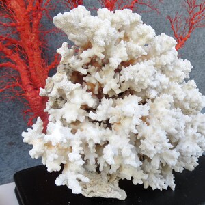 May include: A large, white coral specimen with a complex, branching structure. The coral is the focal point, with a vibrant red coral branch visible in the background. The coral sits on a black surface, creating a striking contrast.