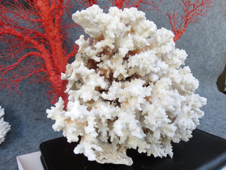 May include: A large, white coral specimen with a complex, branching structure. The coral is the focal point, with a vibrant red coral branch visible in the background. The coral sits on a black surface, creating a striking contrast.