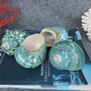 May include: Four turquoise and white sea shells with spiral patterns are arranged on a dark blue surface. The shells have a pearlescent interior. A red coral and white coral are in the background.
