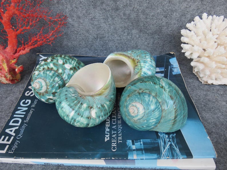 May include: Four turquoise and white sea shells with spiral patterns are arranged on a dark blue surface. The shells have a pearlescent interior. A red coral and white coral are in the background.