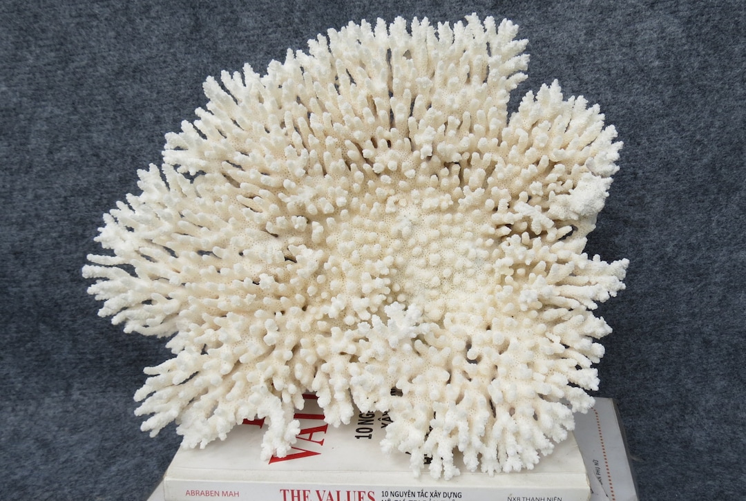 Real Big Coral, Beautiful Natural Coral, Marine Coral, Aquarium