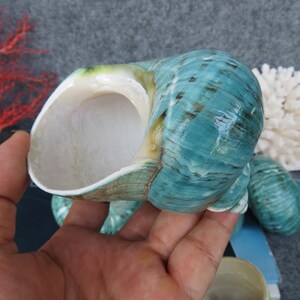 May include: A large, iridescent turquoise sea shell with a spiral shape. The shell has a smooth, glossy surface with darker blue and brown markings. The interior is a pearly white. The shell is a natural ocean decor item.