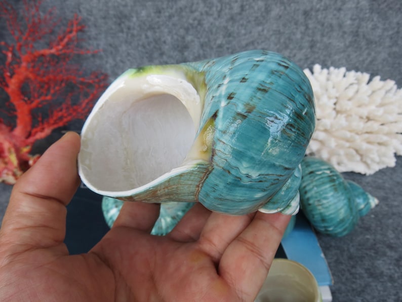 May include: A large, iridescent turquoise sea shell with a spiral shape. The shell has a smooth, glossy surface with darker blue and brown markings. The interior is a pearly white. The shell is a natural ocean decor item.
