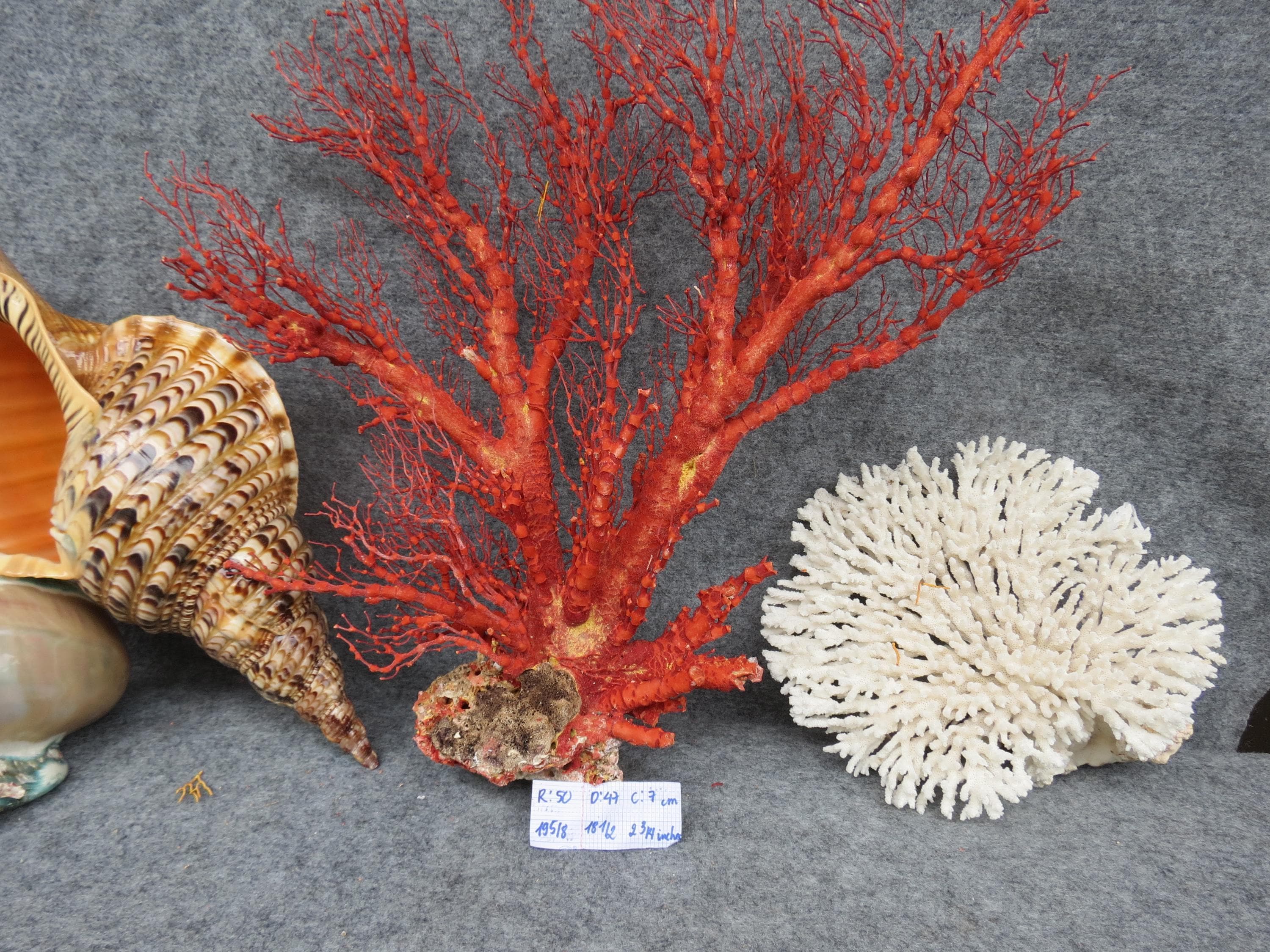 Red Coral Tree , Natural Red Coral, Real Red Coral, Aquarium Decor 