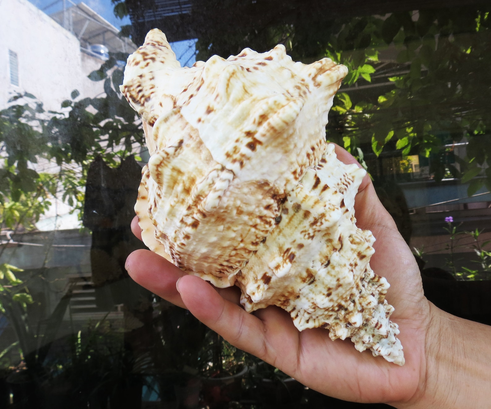 Large Natural Sea Shell, Tutufa Bubo Seashell, Lovely Big Sea Shell for ...