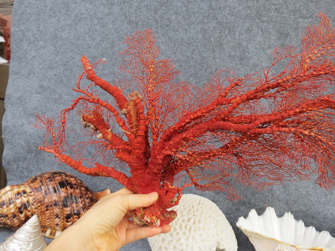 Red Coral Tree Natural Red Coral Real Red Coral Red Coral Decor
