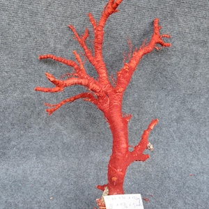 Red Coral Branch, Red Coral Tree, Natural Coral, Real Coral, Coral Decor, Aquarium Coral, Aquarium decor, Home Decor