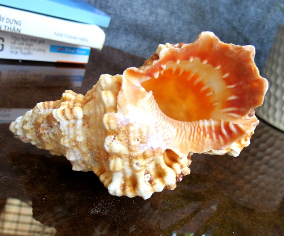 かいがら二個 | エデンの貝殻 海の贈り物 大サイズ テングガイ 貝殻 2個