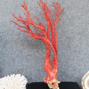 Naturlig röd korall 46 cm akvariedekor, heminredningsdekor, äkta korall för dyrbara hus bild 2