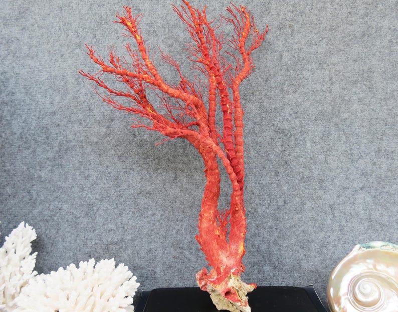 Naturlig röd korall 46 cm akvariedekor, heminredningsdekor, äkta korall för dyrbara hus bild 2
