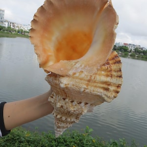 Large Natural Sea Shell, Tutufa bubo shell,Big Sea Shell For Decoration, Party, Gift