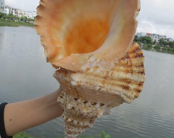 巨大なシャコガイの貝殻：天然の海の装飾、工芸品の飾り（18～20 cm