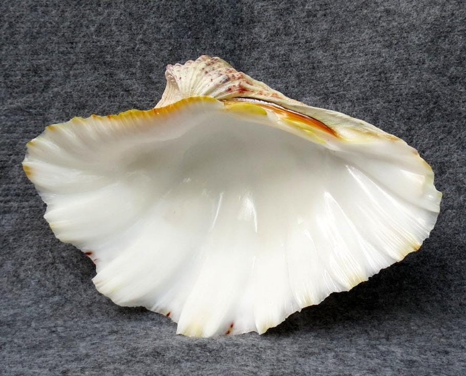 20～22cmのオオシャコガイ（Tridacna）の貝殻2個セット、真珠貝、室内