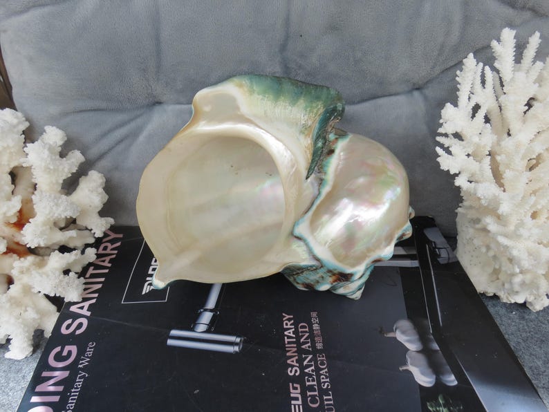 May include: A large, iridescent seashell with a green and white exterior. The shell has a deep, bowl-shaped interior.