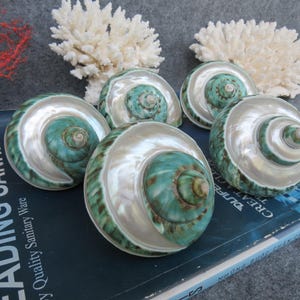 May include: Five polished, iridescent seashells with a spiral design, featuring teal and pearlescent white hues. The shells are arranged on a blue book with the text "LEADING SANITARY". Decorative coral is in the background.