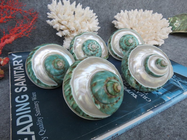 May include: Five polished, iridescent seashells with a spiral design, featuring teal and pearlescent white hues. The shells are arranged on a blue book with the text "LEADING SANITARY". Decorative coral is in the background.
