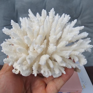 White Coral Is Very Beautiful, Natural Coral, Real Coral Very Special, Decorative Corals For Aquariums, Precious Houses, Home Decor