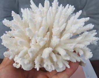 White Coral Is Very Beautiful, Natural Coral, Real Coral Very Special, Decorative Corals For Aquariums, Precious Houses, Home Decor