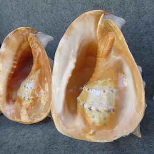 May include: Two large, polished conch shells with smooth, glossy interiors in shades of peach, cream, and light orange. The shells feature a spiral structure with a wide, open aperture. Each shell has a small white rectangular price tag attached.