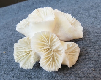 real coral, beautiful natural coral, marine coral, aquarium, decorative aquarium coral, natural marine coral, white coral