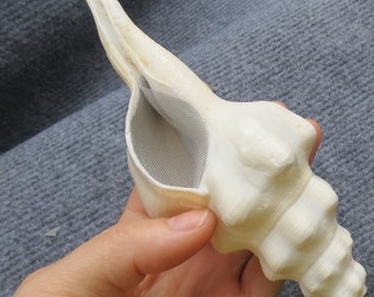 conch shell pipe, shell pipe, special pipe