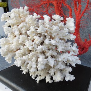 May include: A large, white coral specimen with a complex, branching structure. The coral is positioned in front of a vibrant red coral branch, creating a striking contrast. The coral is resting on a black surface.