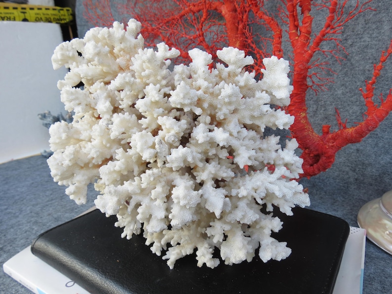 May include: A large, white coral specimen with a complex, branching structure. The coral is positioned in front of a vibrant red coral branch, creating a striking contrast. The coral is resting on a black surface.