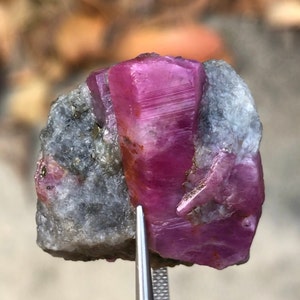May include: A raw ruby gemstone with a vibrant pinkish-red hue, partially embedded in a matrix of gray rock. The ruby's crystalline structure is visible, and it is held by a pair of silver tweezers. The background is blurred.