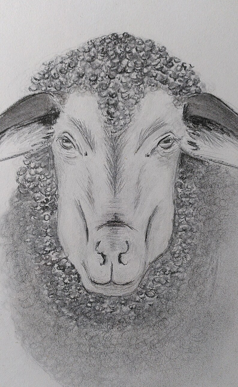 Schaf, Bleistiftzeichnung Bild 2