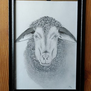 Schaf, Bleistiftzeichnung Bild 3