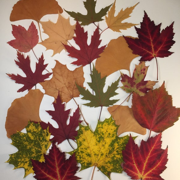 Colorful foliage, pressed and dried maple, ginkgo, and oak leaves, carefully picked and selected– 20 counts