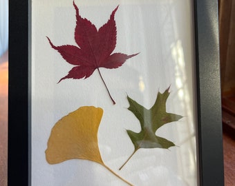 額縁に入った押し葉カエデの葉 - 装飾/ギフト