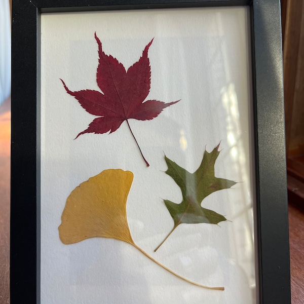 Pressed maple leaves in picture frame- Decoration/gift