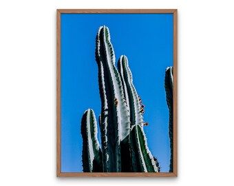 Blauer Saguaro Kaktus Fotografie Druck, moderne Bauernhaus Wandkunst (digitaler Download)